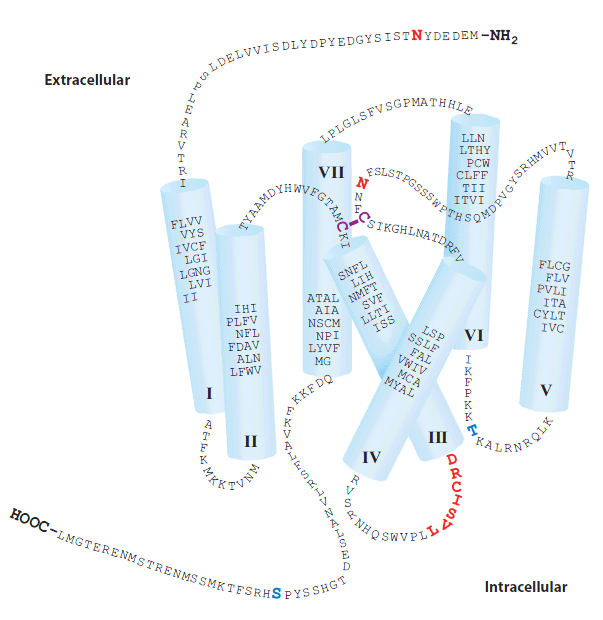 Chemoattractant receptors are heptahelical cell surface proteins with the amino-terminal domain extending into the extracellular space and the carboxyl-terminal domain extending into the cytosol. Here the primary amino acid sequence for the chemerin chemoattractant receptor CMKLR1 is threaded onto seven transmembrane bundles (I–VII) oriented to resemble the recently solved crystal structures of CXCR4 and CXCR1. An extracellular disulfide bond ( purple) likely stabilizes the structure. Most attractant receptors have consensus sequences for extracellular N-linked glycosylation sites (NxS/T) (red ) that can impact receptor expression on the cell surface. The intracellular loop between transmembrane bundles III and IV contains a sequence motif that plays a role in heterotrimeric G protein coupling (DRCISVL, although the more common sequence is DRYLAIV) (red ). The intracellular loops and the carboxyl-terminal domain also have consensus sequences for protein kinase C phosphorylation sites (S/TxR/K) (blue), which play important roles in receptor desensitization mediated by β-arrestins.